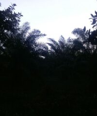 finca.1-4