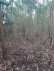 Fincas En Venta, Monte Plata!!